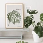 3_monstera