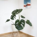 bujnie_1_monstera