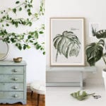 kwiaty-doniczkowe.001