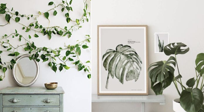 Kwiaty doniczkowe rodem z PRL-u, czyli 9 najmodniejszych roślin w polskich wnętrzach