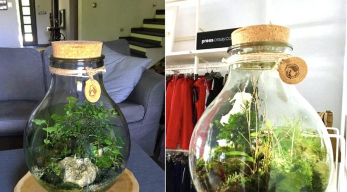 Magiczny las w słoiku