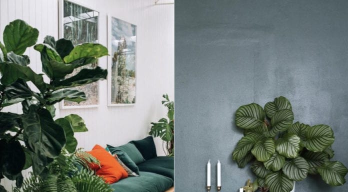 Urban jungle czyli palmy, fikusy i bananowce we wnętrzach