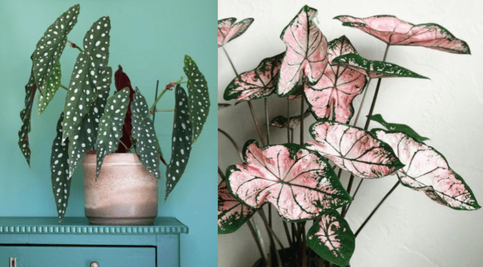 Kwiaty vintage – zielony trend wnętrzarski trwa!