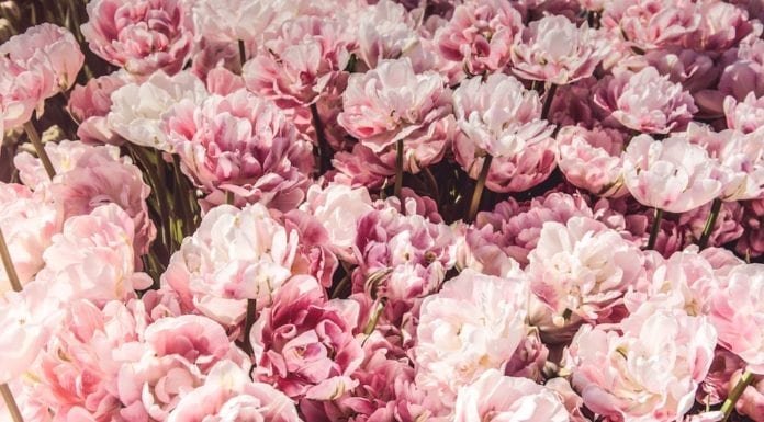 Kwiaty cięte – florystyczny trend tegorocznej wiosny