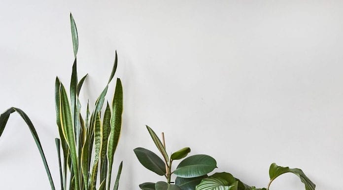 Ciekawe sposoby na wakacyjne metamorfozy wnętrz Rośliny doniczkowe dekoracyjne worki