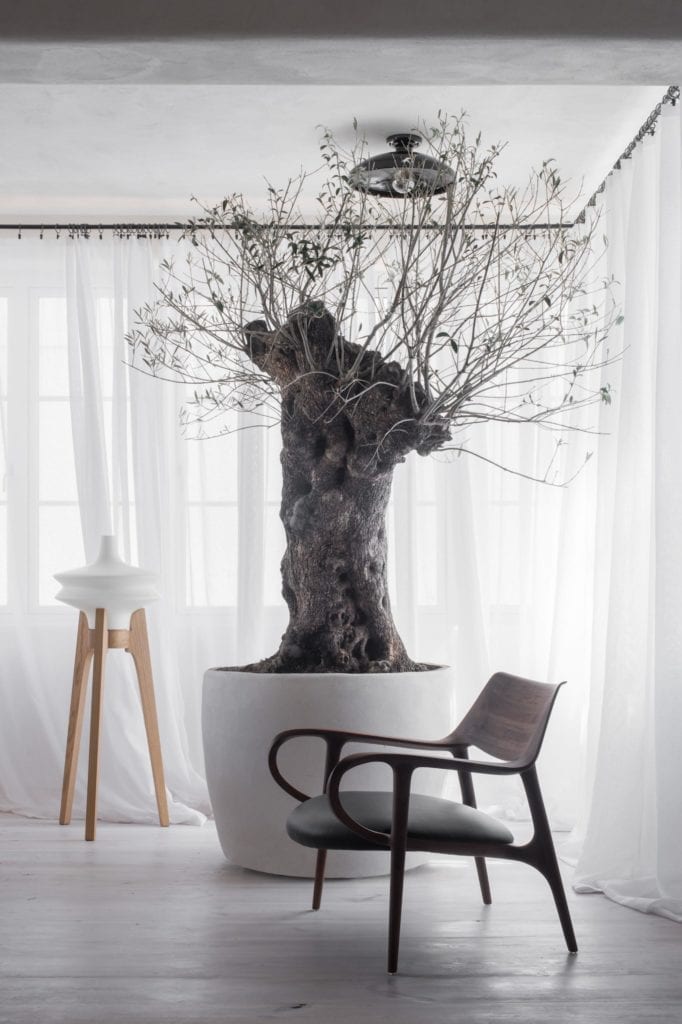 drzewo-oliwa-w-domu-inspiracje-przytulne-wnętrza