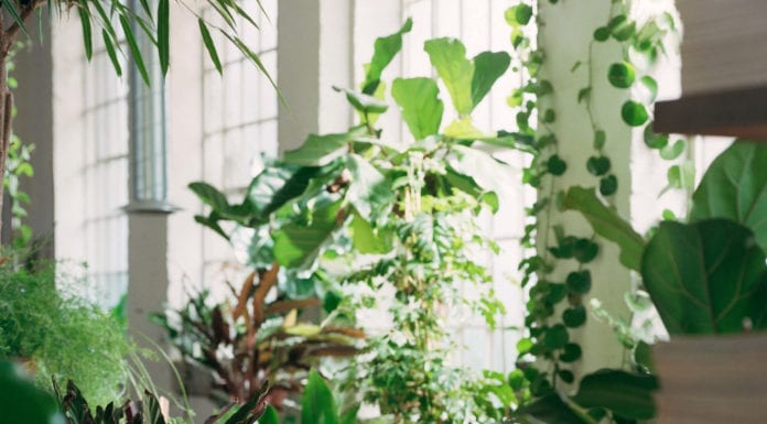 Rośliny i beton – miejsce do pracy kreatywnych ludzi miejsce-do-pracy-biuro-inspiracje-wnętrze-rośliny-beton-industrial