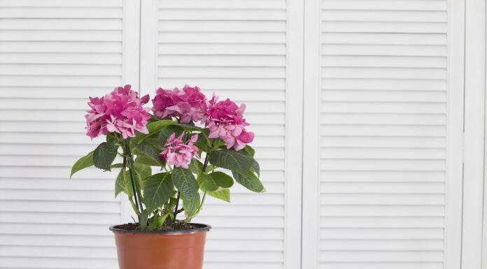 Czym są żaluzje drewniane dwupłaszczowe? Jakie są ich zalety?